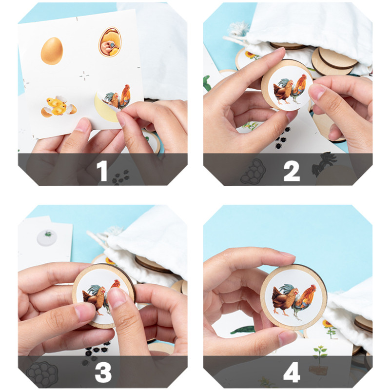 Dzīves cikla dēlis Montessori komplekts Bioloģija Zinātnes izglītības rotaļlietas bērniem Sensoru paplāte Dzīvnieku figūra Dzīves cikla šķirošana koka rotaļlieta