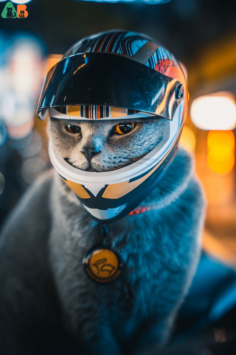 ATUBAN mažų naminių gyvūnėlių motociklų šalmas kačių šunų šuniukų mini šalmai, viso veido motociklo šalmas, lauko galva, apsaugantis naminių gyvūnėlių kietą kepurę