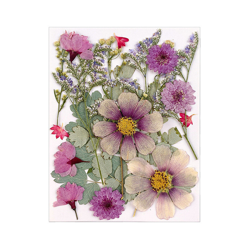 Kuivad lillede hulgimüük Presslilled reljeefne materjal pakend kaunistus pildiraam päris lilled lehed taimenäidis reljeefne