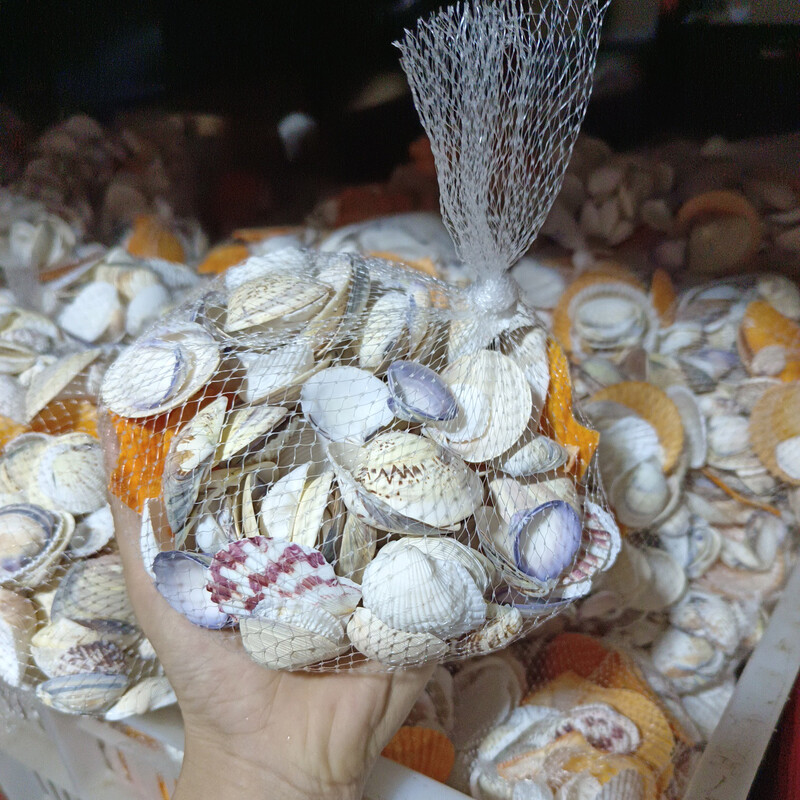 Natūralūs kriauklės, spalvingi kriauklės, rankų darbo maži kriauklės, daugiau nei 20 mišrių medžiagų akvariumo apželdinimui Vaikų gynimo dienai