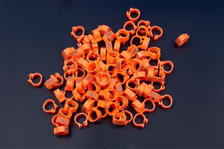 8 mm burtu baloža pēdas gredzens Bajonets Numura gredzens baložu aprīkojums Putnu piederumi Atvēruma identifikācijas gredzena zīmes gredzens 10 krāsu pēc izvēles