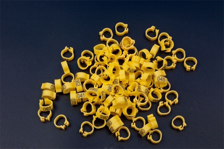 8 mm burtu baloža pēdas gredzens Bajonets Numura gredzens baložu aprīkojums Putnu piederumi Atvēruma identifikācijas gredzena zīmes gredzens 10 krāsu pēc izvēles