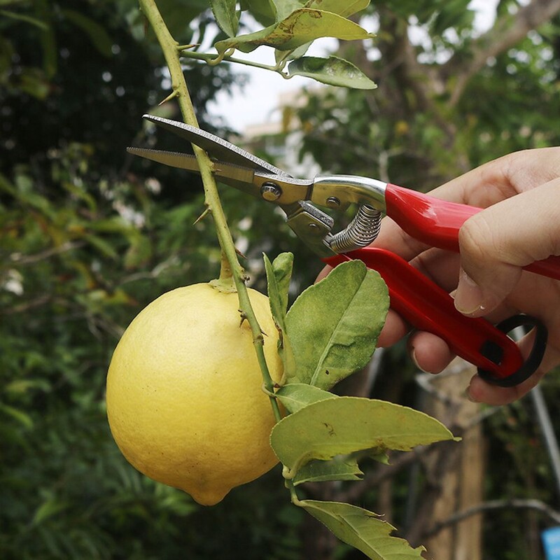 Libisemisvastane Oksakäärid Aiakäärid Oksakäärid Mikrootsakäärid Lehelõikur Sirge Käärid Taimede pügamistööriistade jaoks