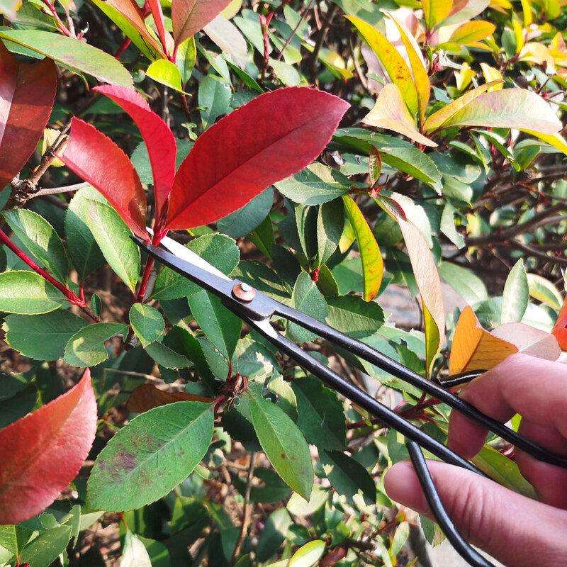 Alat za početnike od 7,3 inča, škare s dugom ručkom, škare za vrtlarske biljke, škare za grane, potpora od nehrđajućeg/ugljičnog čelika, isporuka putem isporuke