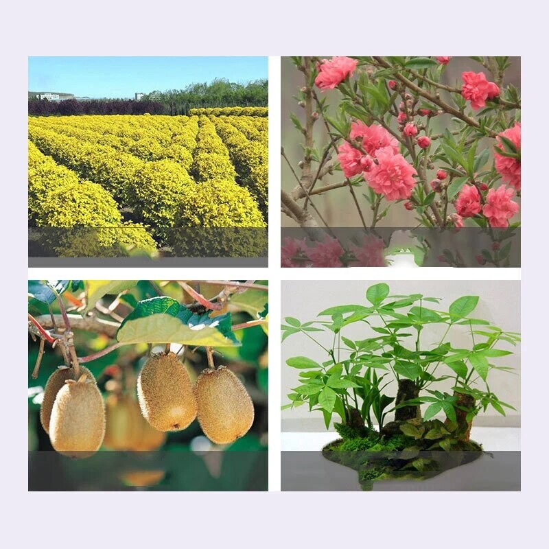 Sodininkystės žirklės paukščių snapo formos šakos genėjimas darbo taupymas genėjimas nerūdijančio plieno skynimas daugiafunkcinės vaisių žirklės