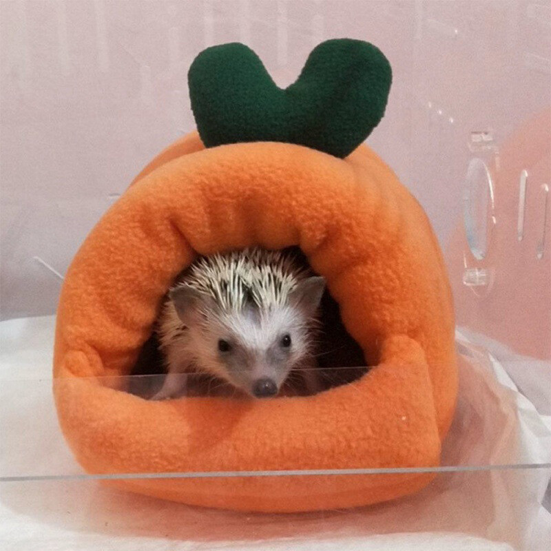 Hamstri pesa paksenenud kuldne siidkaru hollandi sigade puuvilla pesad siil talv armas voodipesa mesi küüliku porgandimaja