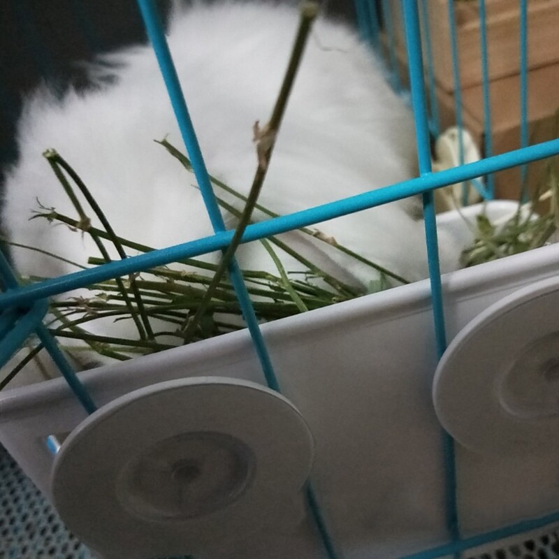 Noņemams zāles grozs Kāmja bļoda Plastmasas piekarināmais barotavas piesūceknis, fiksēts maziem dzīvniekiem jūrascūciņām zaķiem trušiem