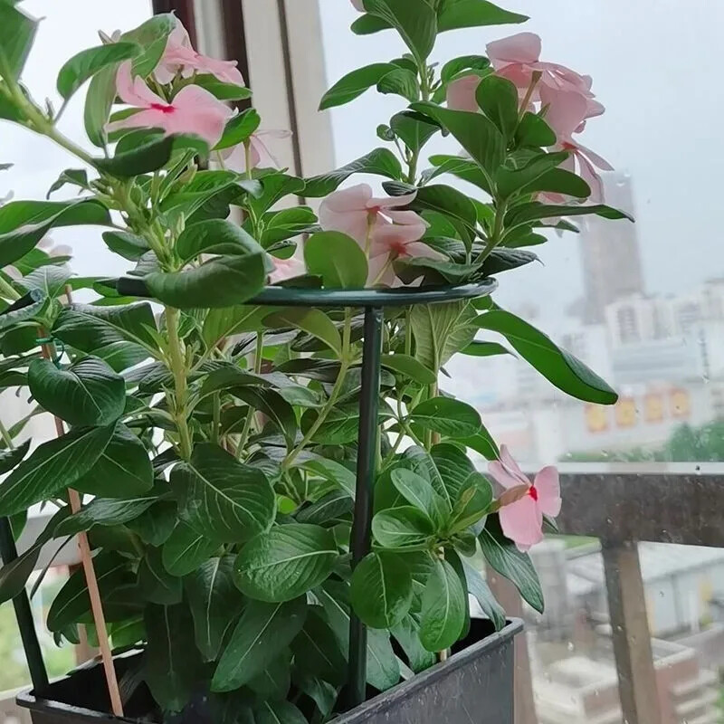 Plastikinis augalų atraminis polių stovas gėlėms šiltnamio efektą sukeliančių strypų laikiklis Sodo augalas sodo bonsai įrankis mažas / didelis dydis