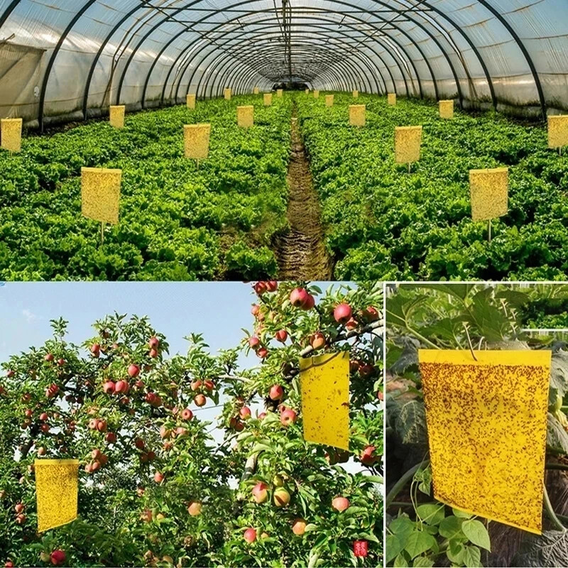 5/10/20/50 vnt Geltona šiltnamio efektą sukelianti lipni spąstai vabzdžiai Lipni lenta Daug skraidančių vabzdžių gaudymo kontrolės lipdukas dvipusis