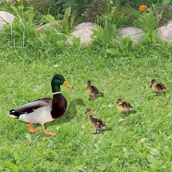 5 бр./компл. Градински колове за патици Двустранен знак за двор Duckling Yards Художествена фигура на животно Акрилни колове за домашни птици Животни Тревата на открито