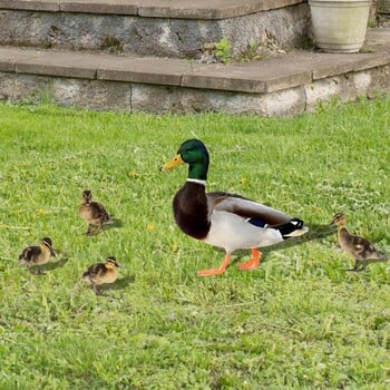 5 бр./компл. Градински колове за патици Двустранен знак за двор Duckling Yards Художествена фигура на животно Акрилни колове за домашни птици Животни Тревата на открито