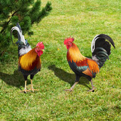 Garden Rooster and Hen Statue Αδιάβροχο άγαλμα κοτόπουλου Διακόσμηση κήπου Ακρυλικό Chicken Farm Terrace Lawn Backyard Residential