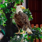 Αδιάβροχο Bird Repel Owl Scarecrow Bird Repel Devices Ορθογώνιο κρεμαστό Fake Bird Scare Device with Bells Bird Repeller Patio