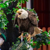 Αδιάβροχο Bird Repel Scarecrow Owl Hanging with Bells Fake Bird Scare Device Rectangle Bird Repeller Διακόσμηση κήπου