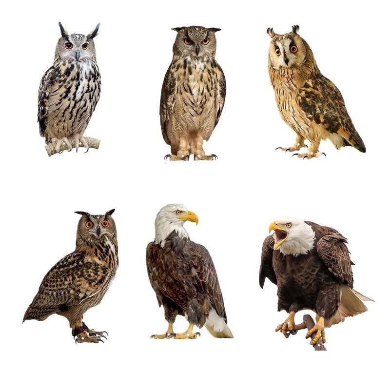 Водоустойчиво плашило за отблъскване на птици, бухал, висящо със звънчета Фалшиво устройство за изплашване на птици Правоъгълник за отблъскване на птици Градинска декорация