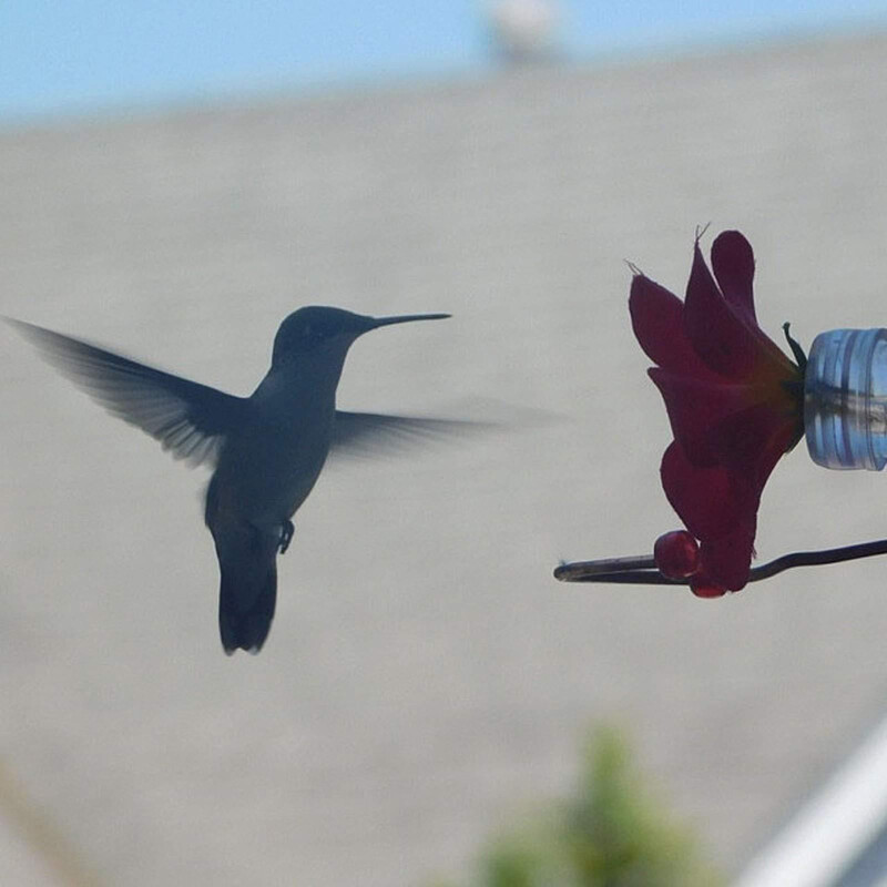 Linnusöötja aiatarbed Koolibri söötja jootja imemiskapp Aiakaunistused Lilledisain lindude veesöötjad sobivaks