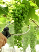 2/4/6 Heads Grape Spike Pulling Ανοιχτού τύπου Sprayer Mist Προβολέας Ατμοποιητής Ατμοποιητής Ψεκασμός ψεκασμού από ανοξείδωτο χάλυβα χαλκού