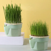 Νέο 1 τεμ. Pet Cat Sprout Dish Growing Pot Hydroponic Plant Cat Grass Germination Digestion Digestion Greenhouse Grow Box