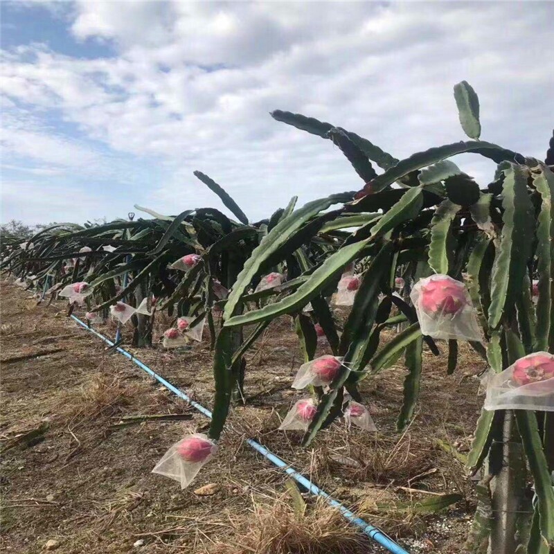 50 vnt Vaisių apsaugos maišeliai nuo paukščių tinklelio auginimo maišeliai Sodo braškių vynuogių virvelė Tinklas sodas nuo vabzdžių kenkėjų kontrolės