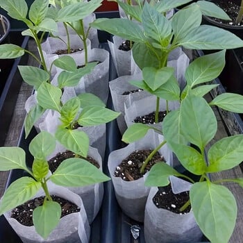 100 τμχ Seedling Grow Bags Υφασμάτινη θήκη για φυτά Βιοαποικοδομήσιμη μη υφασμένη οικολογική θήκη για σάκους φυτωρίου σπόρων κηπουρικής