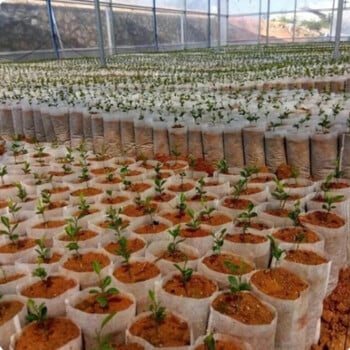 100 τμχ Seedling Grow Bags Υφασμάτινη θήκη για φυτά Βιοαποικοδομήσιμη μη υφασμένη οικολογική θήκη για σάκους φυτωρίου σπόρων κηπουρικής