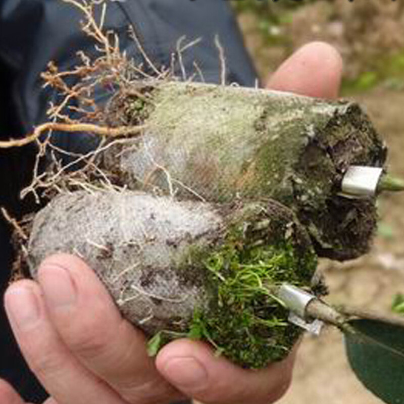 Biologiškai skaidus neaustinis audinys medelyno augalų auginimo maišeliai sodinukų auginimo vazonai Sodo vazonai Ekologiškas vėdinimo maišelis