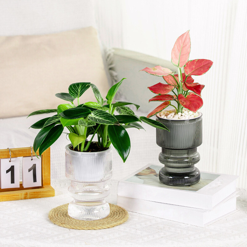 Lazy Hidroponinis gėlių vazonas Automatinis vandenį sugeriantis vazonas Savaime laistomas gėlių vazonas Plastikiniai augalų vazonai Namų sodo dekoras