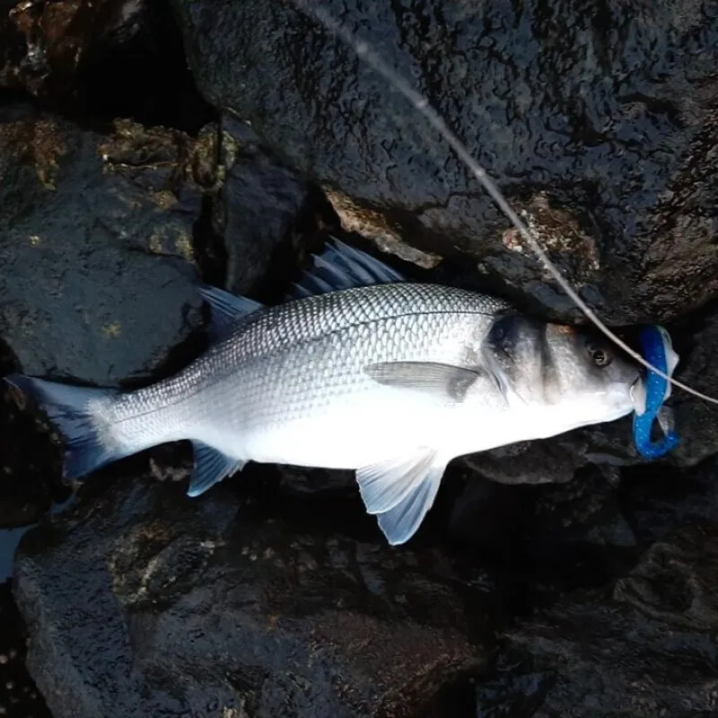 Fangbait žvejybos masalas 2024 black minnow 15g 30g jig head soft masalas dropshipping masalas ešeryms black minnow minnow masalas