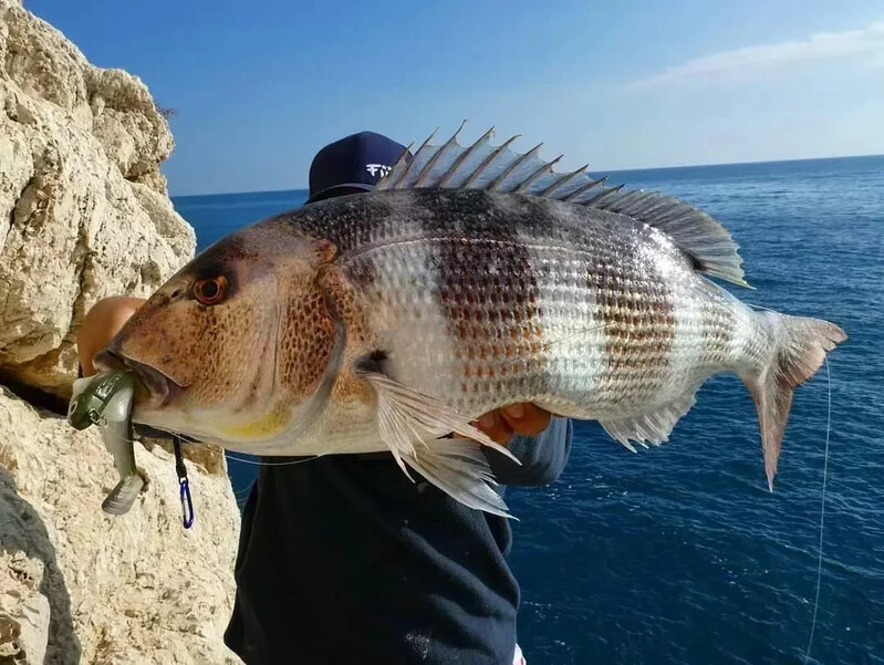 MOTONA Fiiish Momeală de pescuit cu picătură neagră Momeală de pescuit Momeală de pescuit Biban de mare 15g 30g Momeală artificială