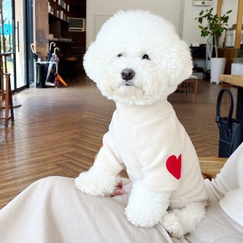 Hanorace pentru câini de modă Haine de toamnă pentru câini pentru câini de talie mică Pulover drăguț și solid pentru cățeluș Hanorace moi pentru pisici Hanorac pentru animale de companie Haine chihuahua