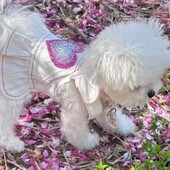 Pet Love Suknja na remen sa šljokicama Pas Bijeli traper Proljeće Jesen Odjeća za kućne ljubimce Yorkshire maltezer mali pas Odjeća za kućne ljubimce Odjeća za štence