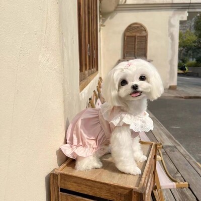 Câine Dantela Dovleac Grup Animal de companie drăguț culoare înghețată Fusta dovleac Haine de vară Pisica malteză Fusta cu bule Rochii pentru câini pentru câini de talie mică