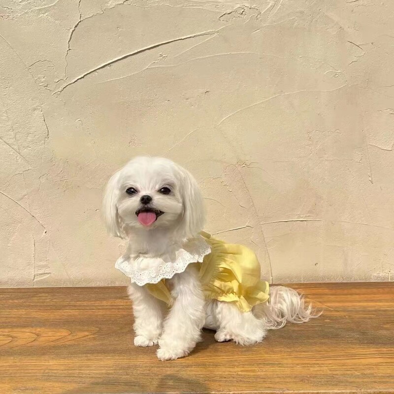 Pas Čipka Pumpkin Group Pet Slatka suknja boje sladoleda Bundeva Ljetna odjeća Maltezer Mačka Suknja s mjehurićima Haljine za pse za male pse