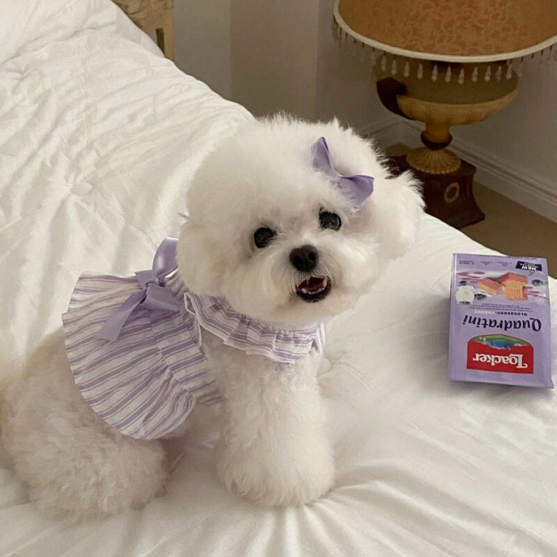 Ružičasta prugasta haljina za princezu za kućne ljubimce Teddy Ljetna odjeća Pomeranski pulover Haljina za male pse Odjeća za japanske pse