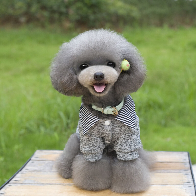 Sveučilišna odjeća za kućne ljubimce, pulover, majica, pulover za štene čivave, topli kaput za kućne ljubimce, kostim za slobodno vrijeme, odjeća za male srednje pse