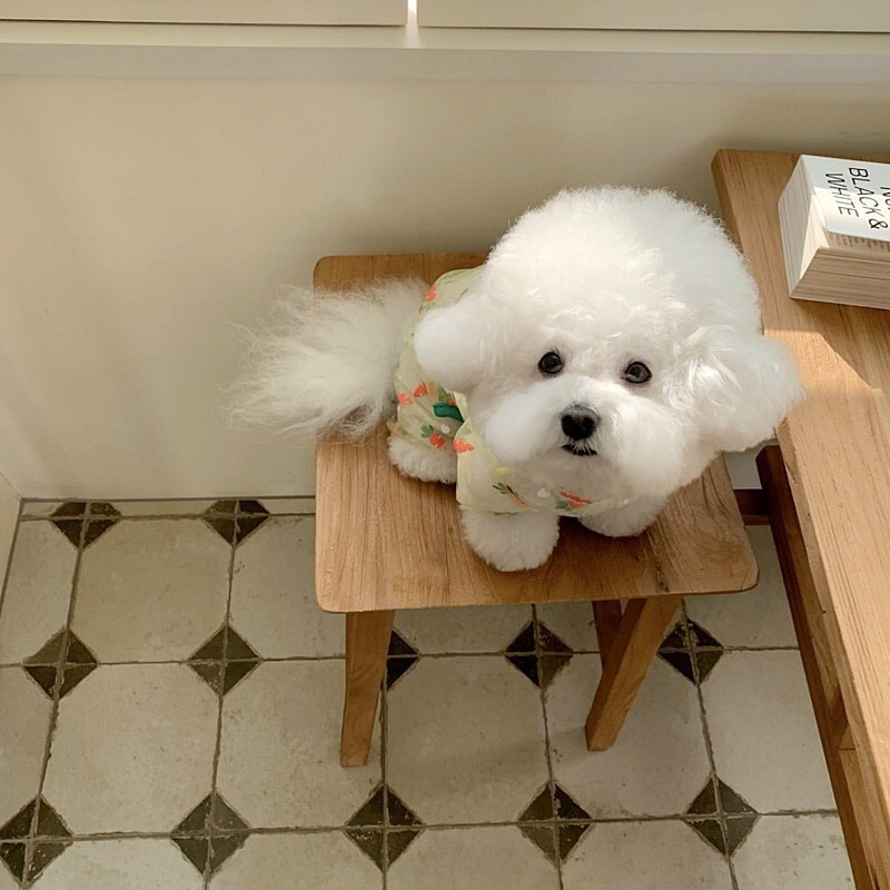 Ljetna četveronožna odjeća s kapuljačom od mrkve i mrkve, tanka, prozračna, otporna na komarce, hladna odjeća za pse, štene malog psa, medo