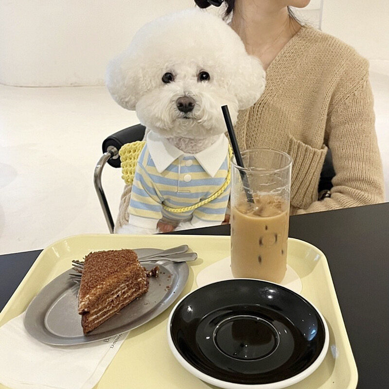 Zeleni prugasti prsluk za štene Ljetna majica za kućne ljubimce Mačka Pomeranac Mekani pulover Teddy Odjeća na rever Potrepštine za kućne ljubimce