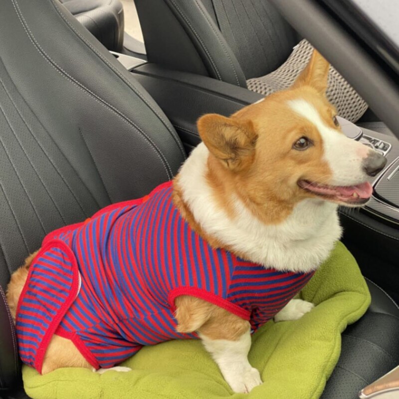 Odijelo za sterilizaciju kućnih ljubimaca Prevencija infekcija Ispis pruga Odjeća za odvikavanje mačaka Kućni ljubimac Mačka Pas Odjeća za kirurški oporavak Kućni ljubimac