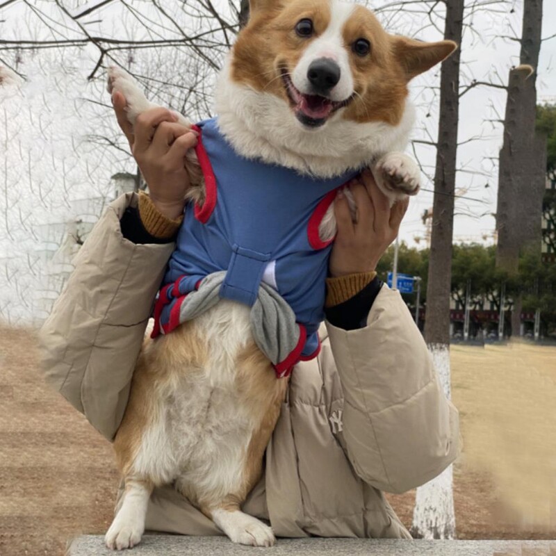 Odijelo za sterilizaciju kućnih ljubimaca Prevencija infekcija Ispis pruga Odjeća za odvikavanje mačaka Kućni ljubimac Mačka Pas Odjeća za kirurški oporavak Kućni ljubimac