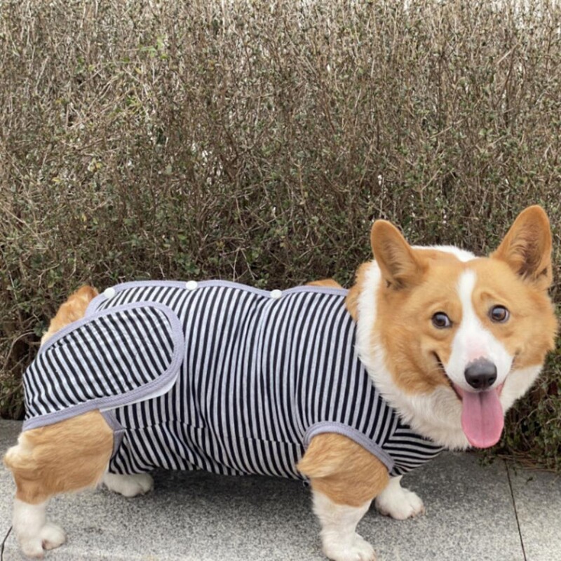 Odijelo za sterilizaciju kućnih ljubimaca Prevencija infekcija Ispis pruga Odjeća za odvikavanje mačaka Kućni ljubimac Mačka Pas Odjeća za kirurški oporavak Kućni ljubimac