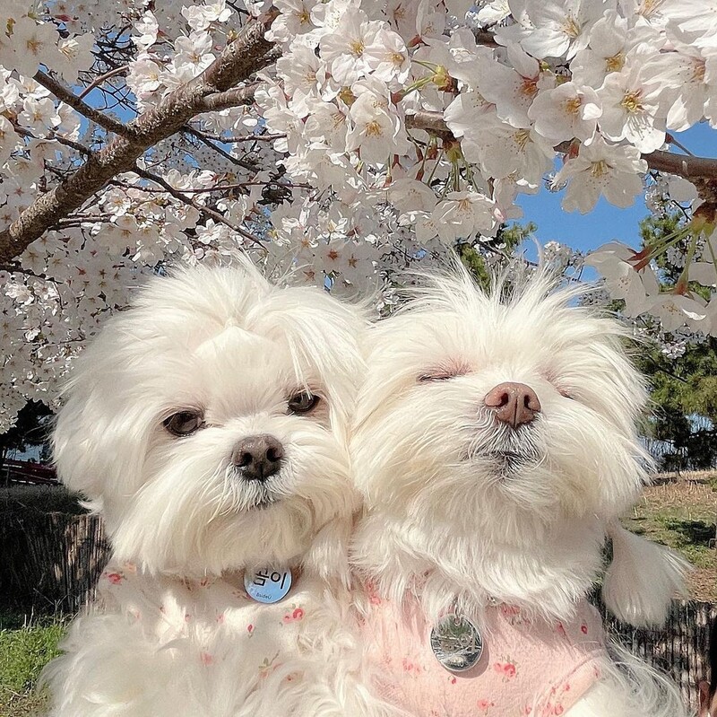 Slatki mali cvijet Jednodijelna odjeća s dvije noge Udobna kućna usluga za pse Topla odjeća za korejske jeseni Mali psi Djevojčica