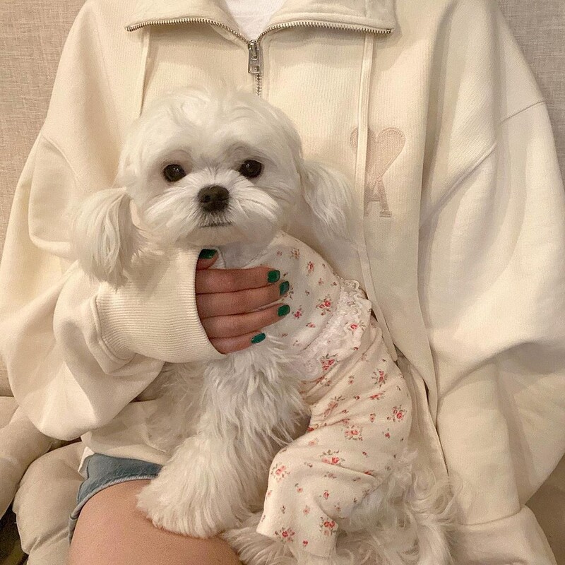 Slatki mali cvijet Jednodijelna odjeća s dvije noge Udobna kućna usluga za pse Topla odjeća za korejske jeseni Mali psi Djevojčica
