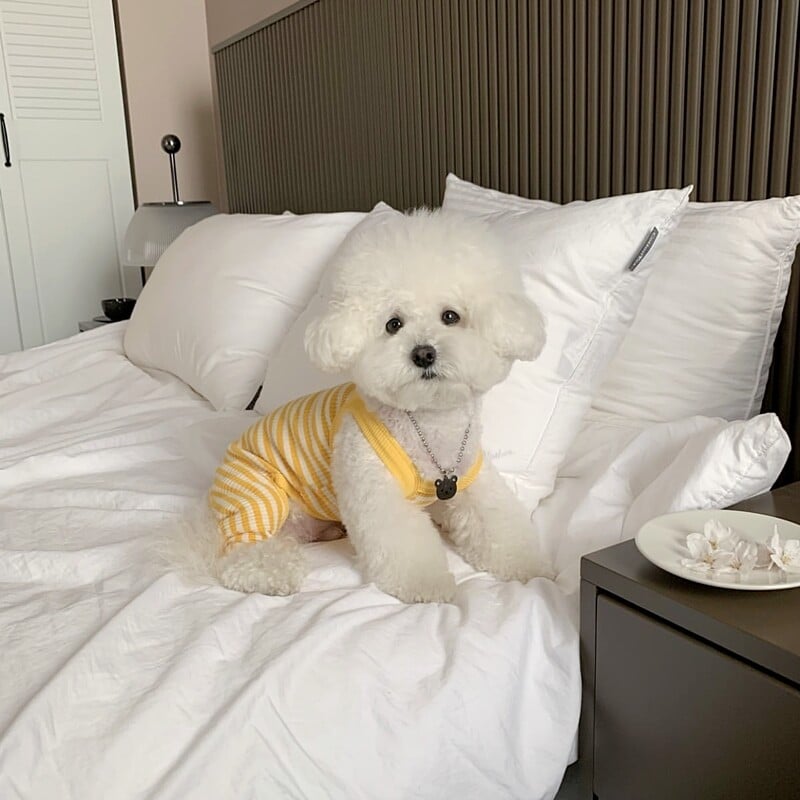Летен нов ежедневен раиран домашен любимец, камизолка, жилетка за кучета, експлозия, дишащ гащеризон за кучета, бишон йоркширски малтийски дрехи за малки кучета