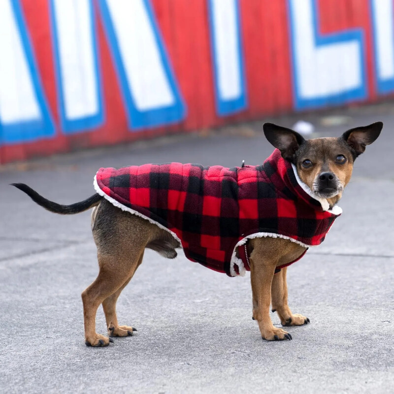 Apgriežams mazs suņu mētelis, mazgājams un silts, šerpa un rūtains vilnas jaka - krēmkrāsas/sarkans, rudens un ziemas suņu apģērbs