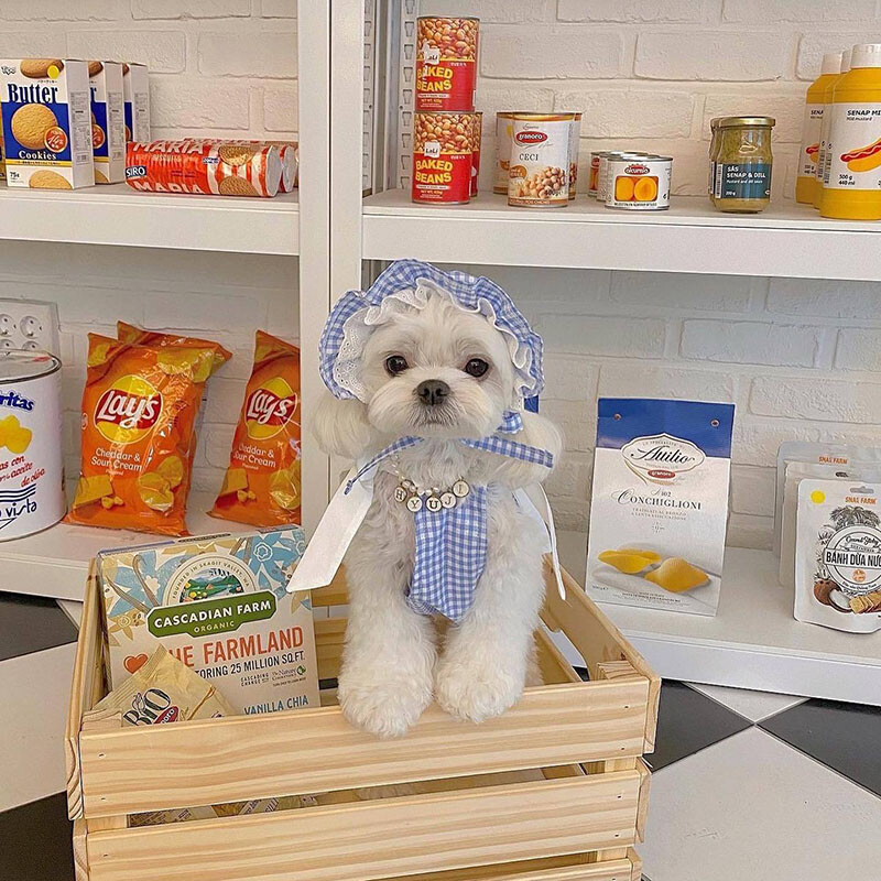 INS pamučna plava karirana suknja s tregerima Odgovarajući šešir za pse Remen veličine jedne veličine Podesivi dodaci za pse za male pse