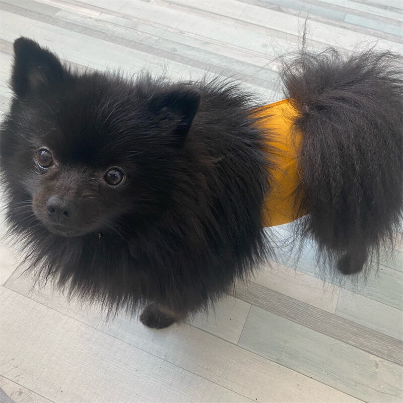 Visokokvalitetne kratke pelene za kućne ljubimce protiv uznemiravanja Sigurnosne fiziološke hlače za muške pse za male srednje pse Teddy Chihuahua