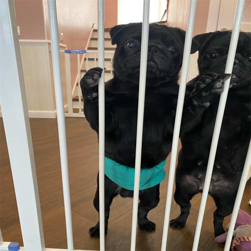 Visokokvalitetne kratke pelene za kućne ljubimce protiv uznemiravanja Sigurnosne fiziološke hlače za muške pse za male srednje pse Teddy Chihuahua