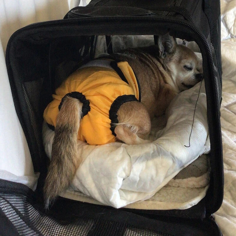 Higijenske gaćice koje se peru za male pse Pelene za kućne ljubimce Ženke Psi Velike fiziološke kratke hlače Muške mačke Menstruacijske hlače za ljubimce