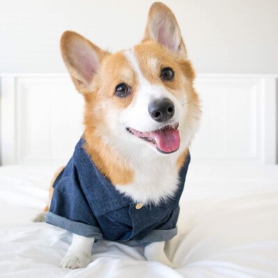 Nyári tervezői kutyamellényruhák kicsi, nagy kutyáknak Chihuahua mopsz francia bulldog ruhák Hipster kutyamellény utazási egyedi ing