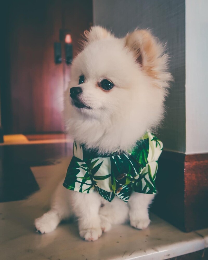 Καλοκαιρινό ντιζάιν γιλέκο σκύλου Ρούχα για μικρά μεγάλα σκυλιά Chihuahua Pug Ρούχα γαλλικού μπουλντόγκ Hipster Γιλέκο σκύλου Ταξίδι Προσαρμοσμένο πουκάμισο